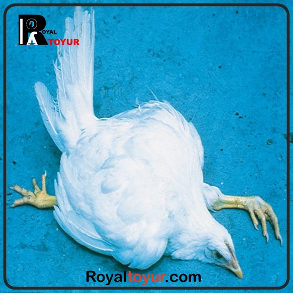 بیماری های مارک مرغ و خروس و طیور 